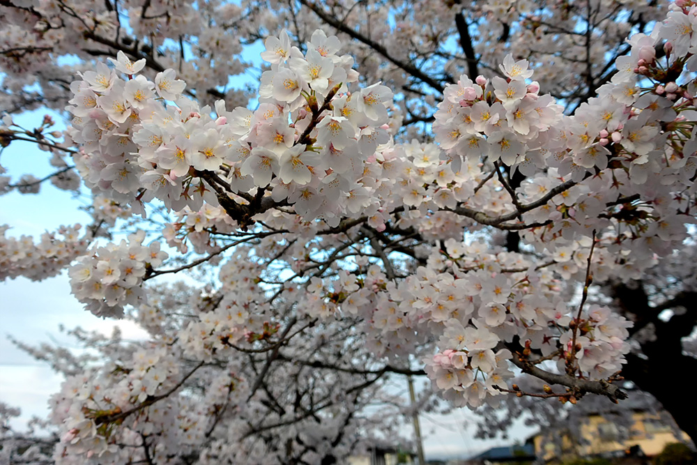 高野川沿いの桜