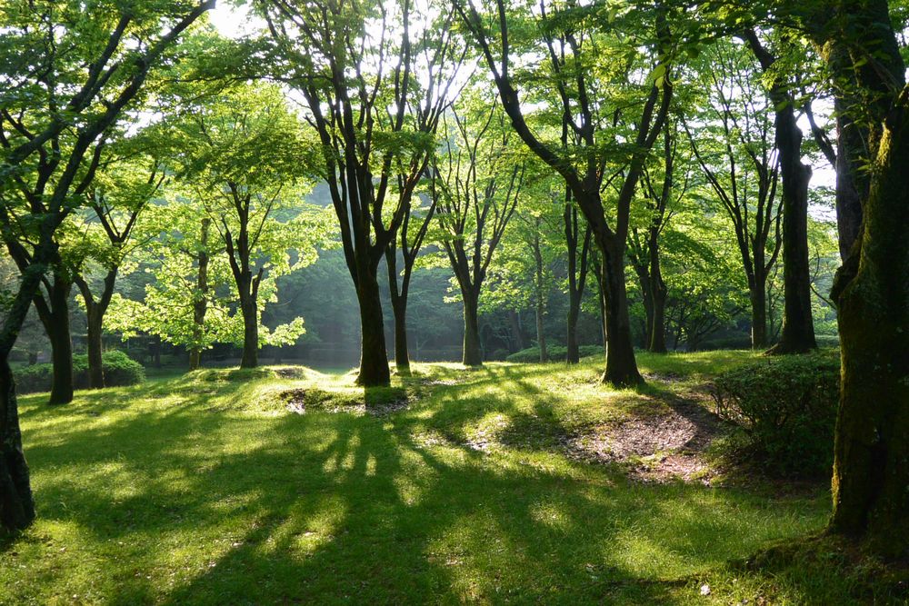 新緑の森の向こうに朝日がのぼる（2015.05.13 06:45）