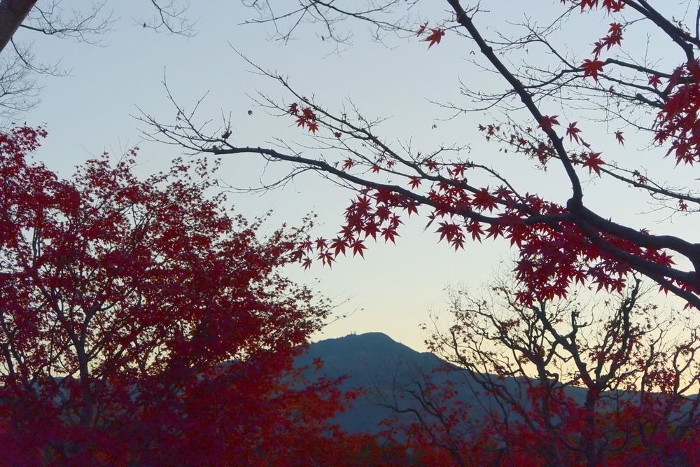 真っ赤な紅葉と夜明け（2015.12.04 06:51）