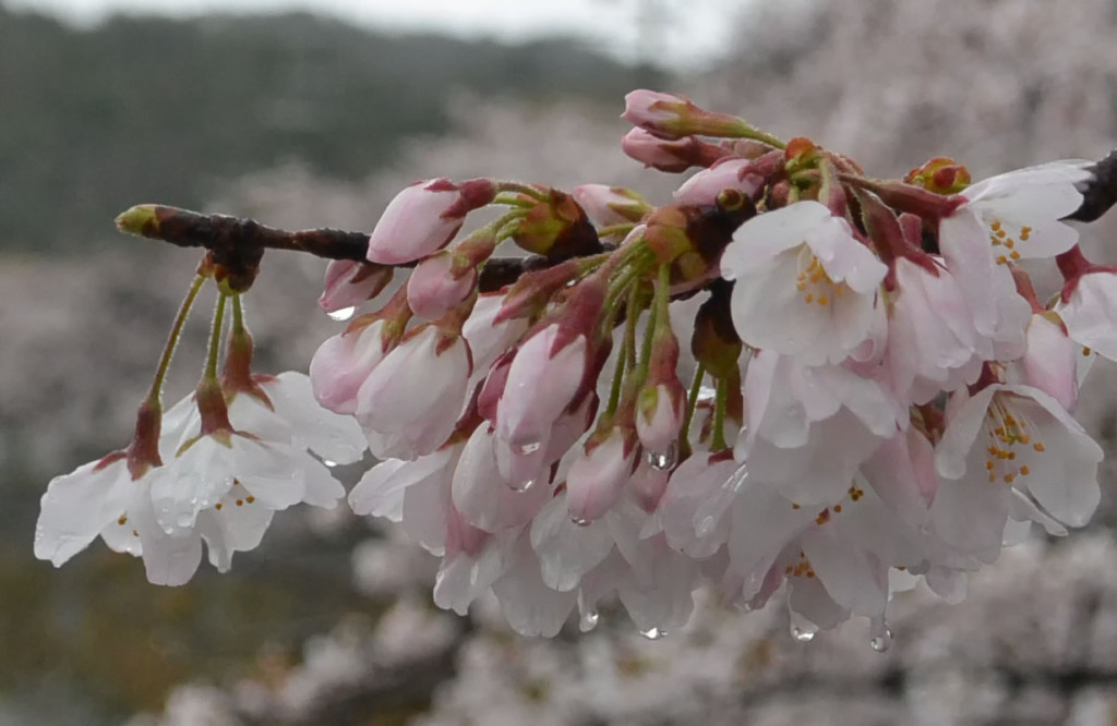 雨にぬれる桜